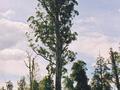&nbsp;

El Grande to jeden z najwyższych eukaliptusów królewskich na Tasmanii.
Autor: TTaylor, źródło:
http://en.wikipedia.org/wiki/File:Tasmania_logging_08_Mighty_tree.jpg, dostęp: 2 kwietnia 2014.


